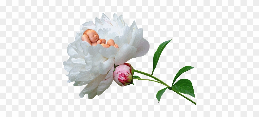 Animated Gif Flowers Images - Gif Images Of Flowers #1011535