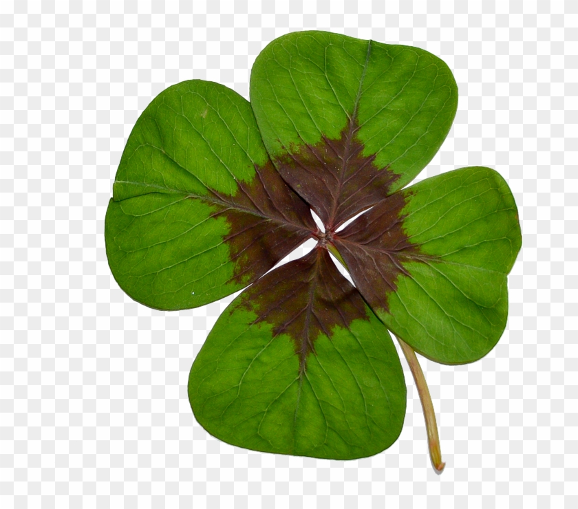 Four-leaf Clover, Luck, Green, Nature - Photography #1011539