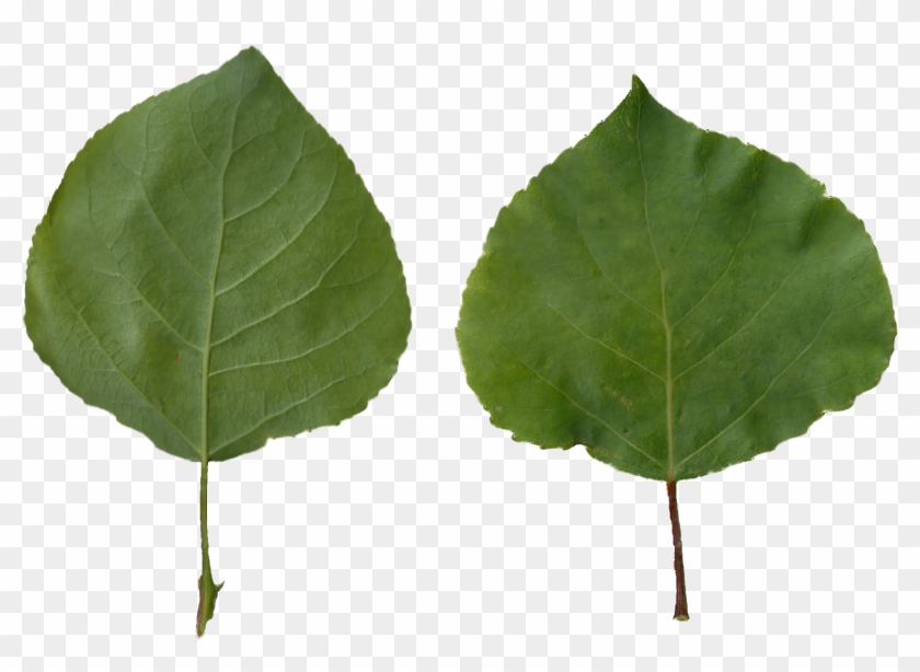 Populus Tremula Scanned Leaves - Leaves Png #1011543