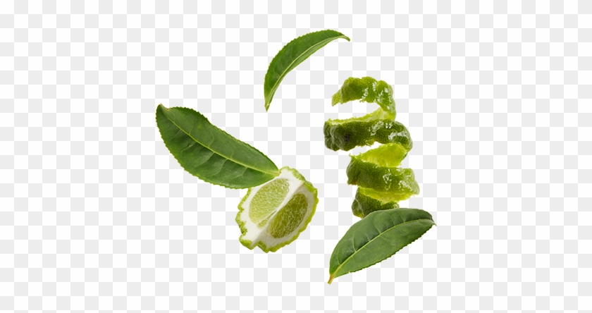 Decaffeinated Black Tea Leaves, Bergamot Oil - Earl Grey Tea Leaf #1011557
