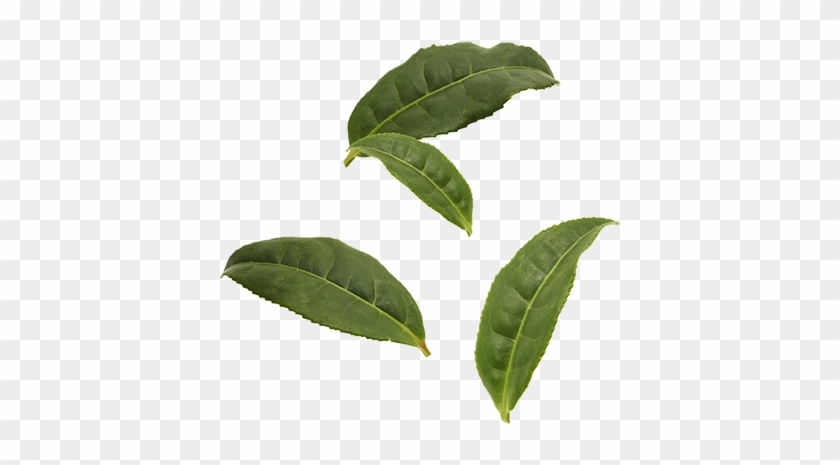 Organic Black Tea Leaves - Box Elder Tree Leaf #1011563