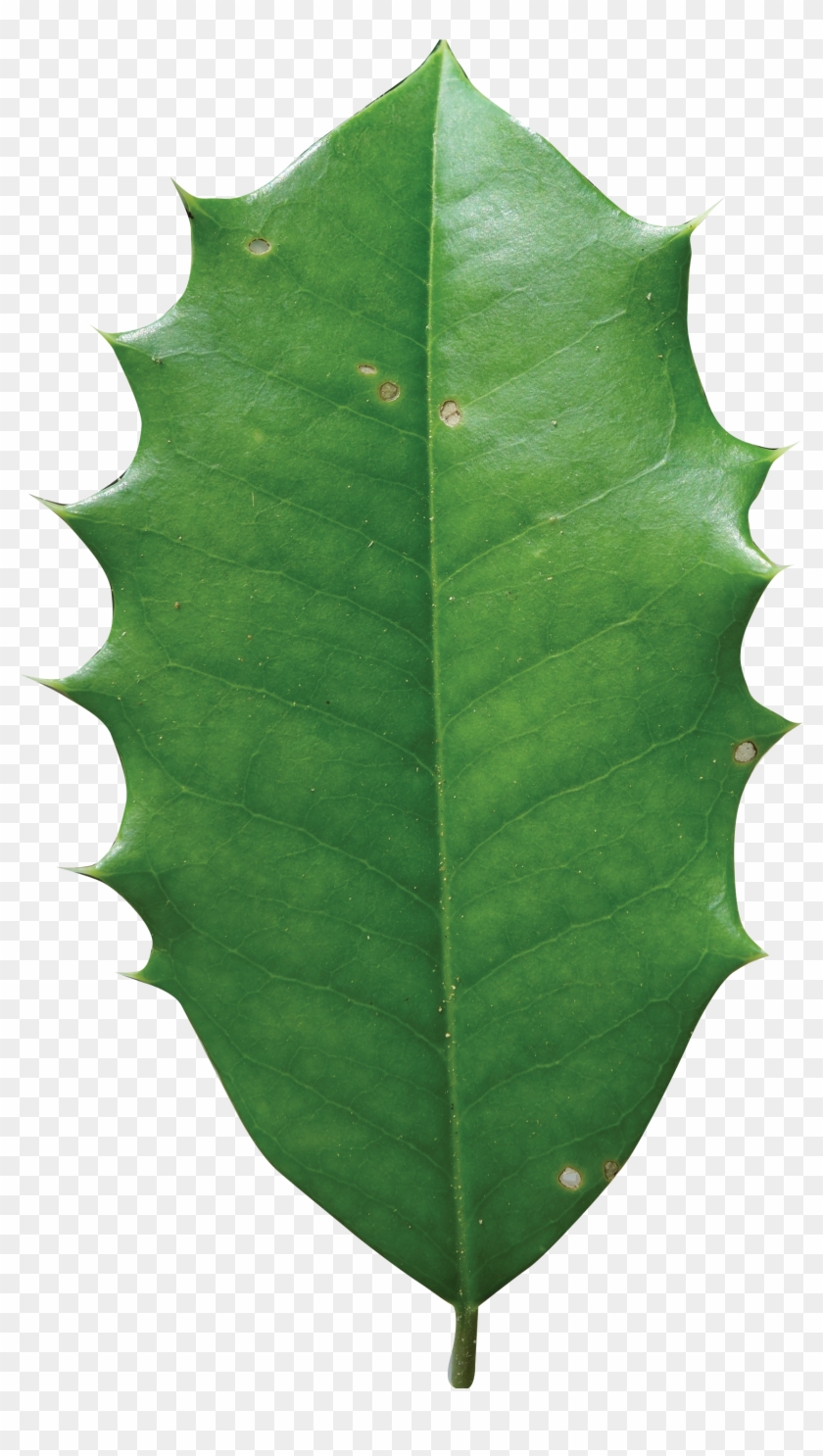 Simple - American Holly Tree Leaf #1011567