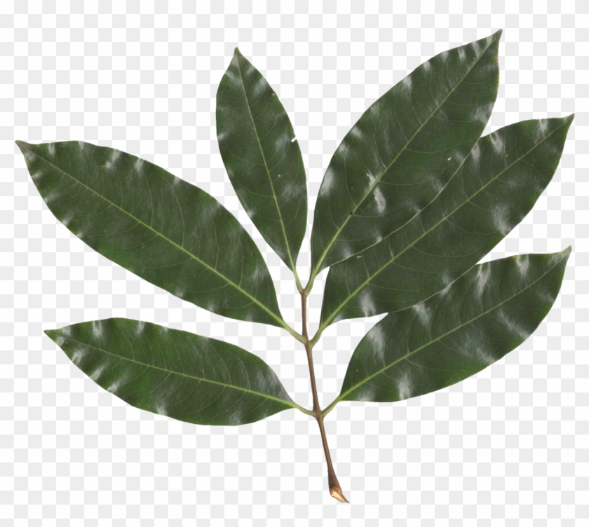 Litchi Chinensis Leaf - Lychee Leaf #1011569
