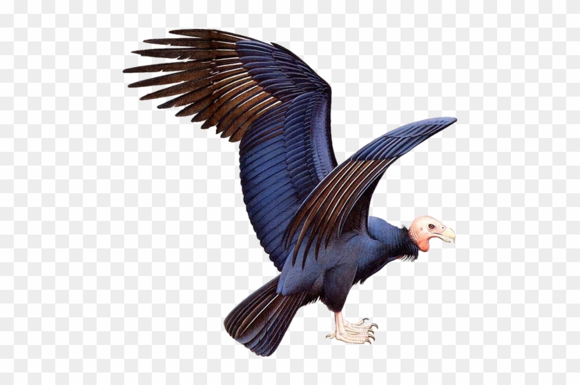Mükemmel Png Kus Resimleri, Transparan Arkafon Renkli - Largest Flying Bird Ever #1012721