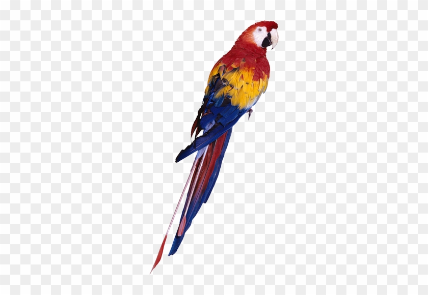 [ Img] - Parrot Png #1012724
