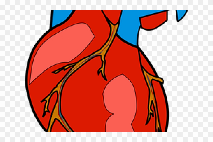 Organs Clipart Actual Heart - Human Heart Clipart #1012754