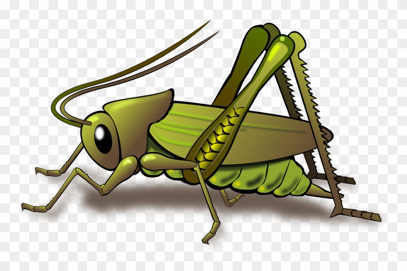 Cricket Insect Clipart - Cricket Insect Png #1013415