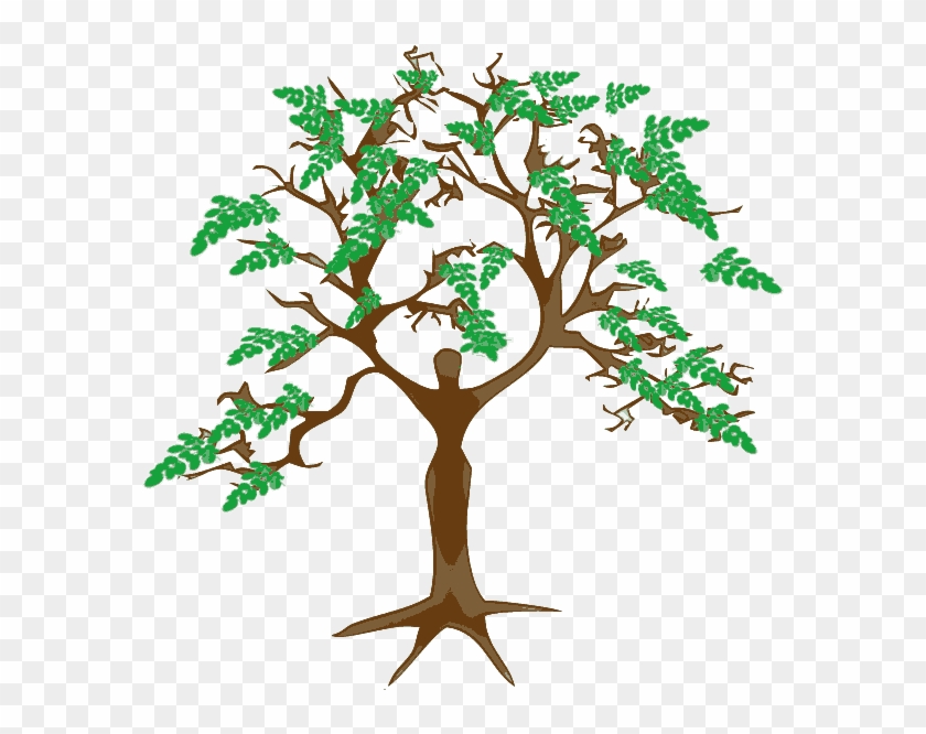 Moringa Tree - Tree And Its Products #1013515