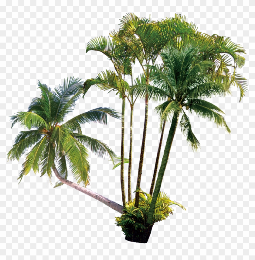 Arecaceae Coconut Milk Computer File - Coconut #1013663