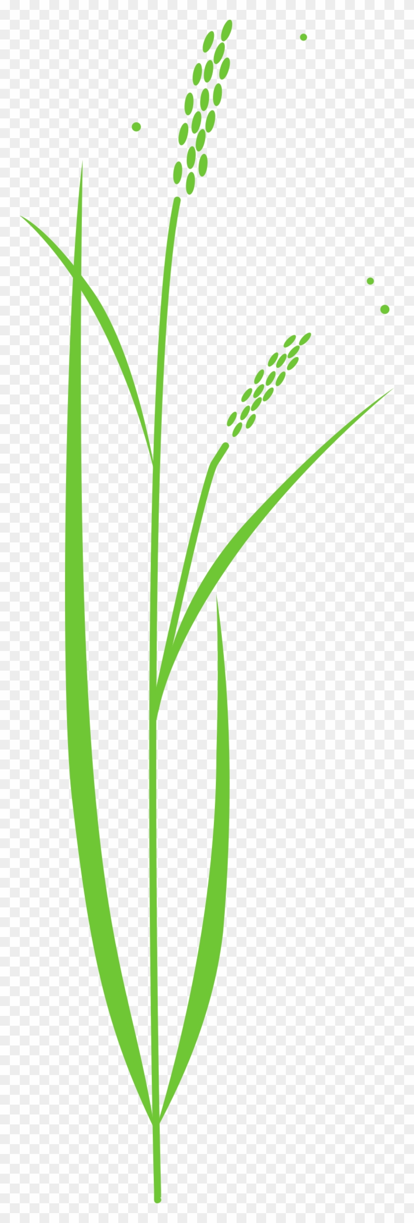 Plant Clipart Plant Leaves - Drawing Of Rice Plant #1014056