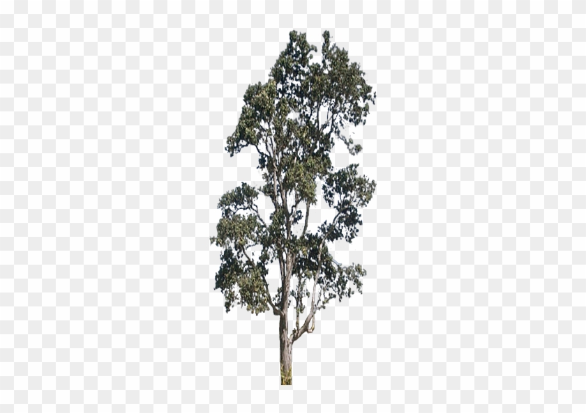 Mature Tree Png #1014145