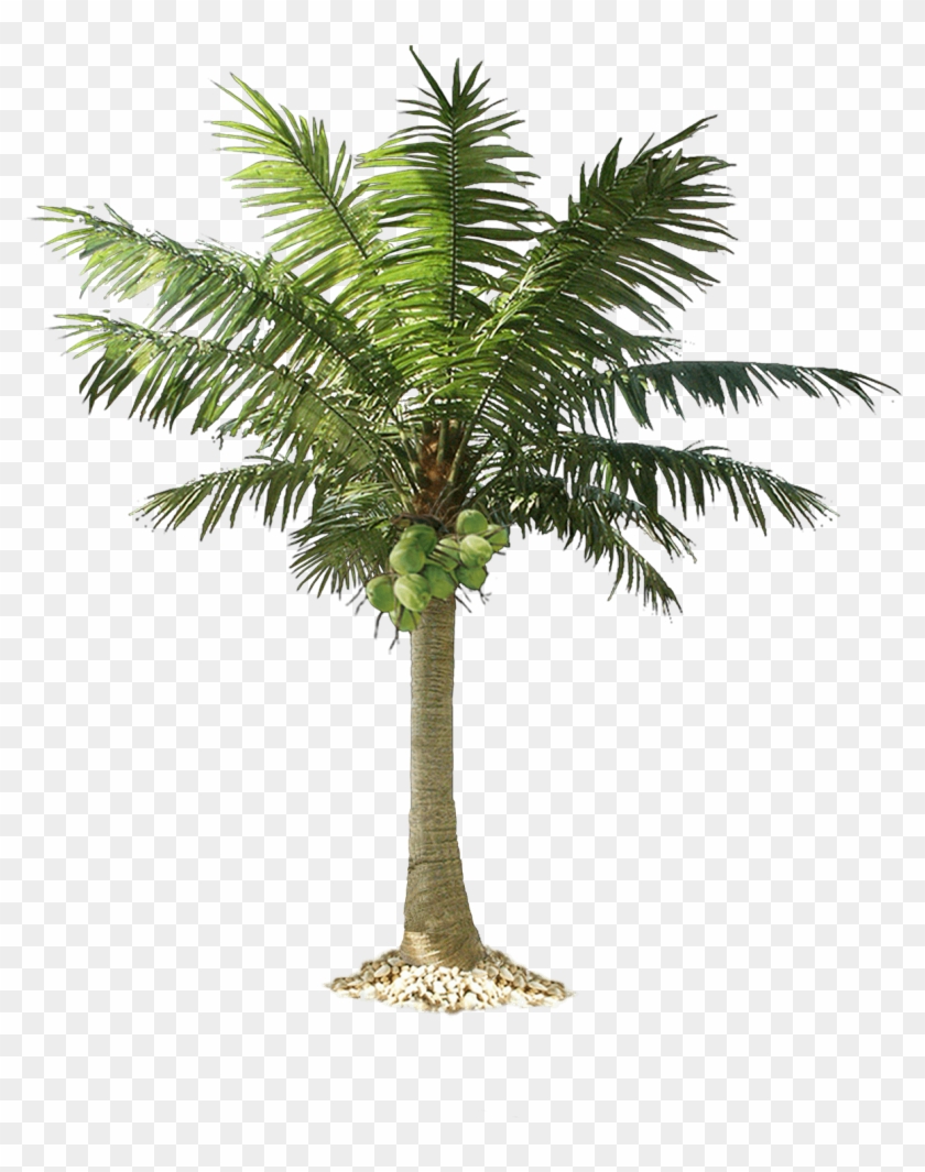 Download Palm Tree Free Png Photo Images And Clipart - Palm Tree Png Transparent #1014150