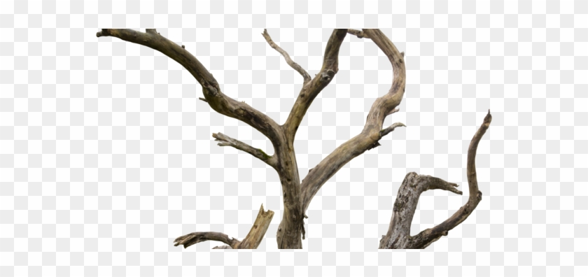 Dried Tree .png #1014151