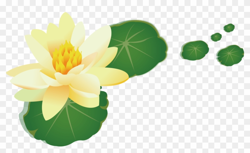 Nelumbo Nucifera Yellow Leaf - Water Lily #1014222