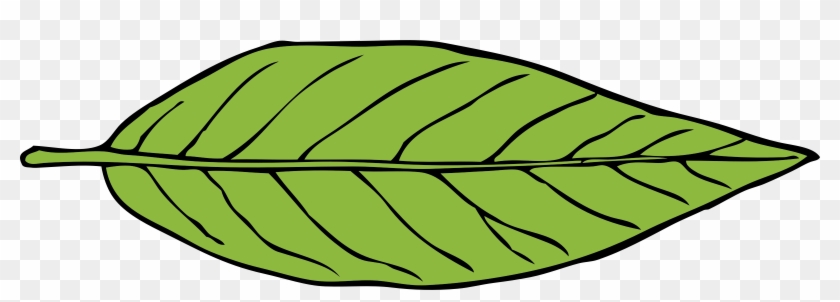 Big Image - Lanceolate Leaf #1014224
