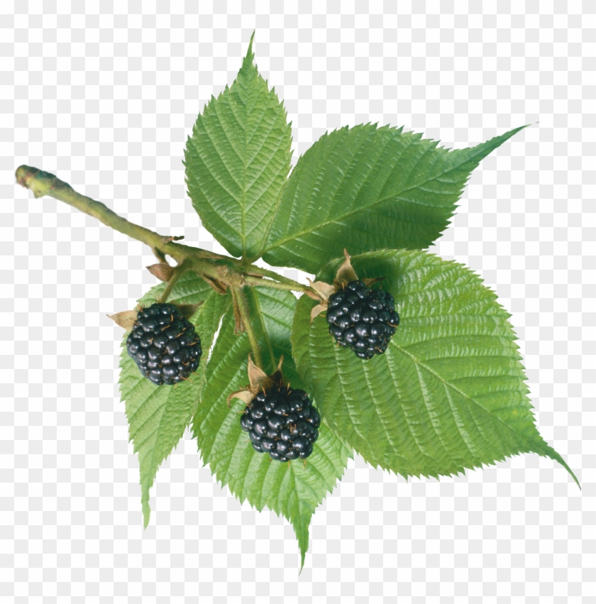 Blackberry - Blackberry Leaves Png #1014355