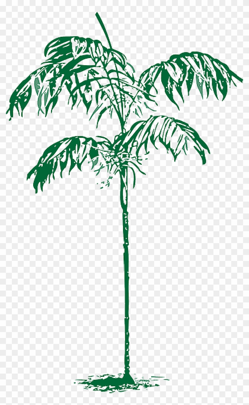 Outline, Palm, Tree, Plant, Coconut, Dates, Date - Clip Art #1014440