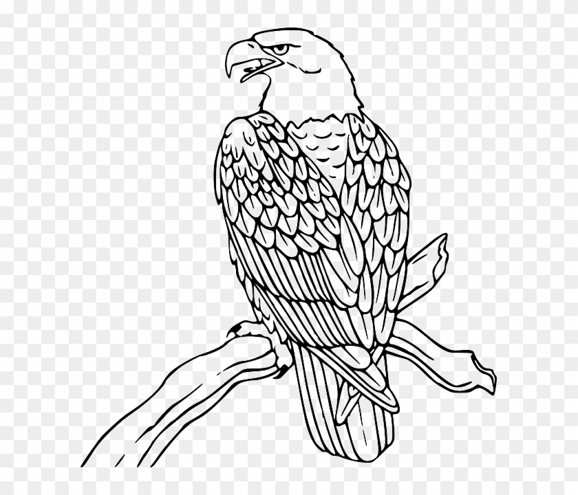 Outline, Symbol, Tree, Eagle, Bird, Branch, American - Bald Eagle Coloring Page #1014486