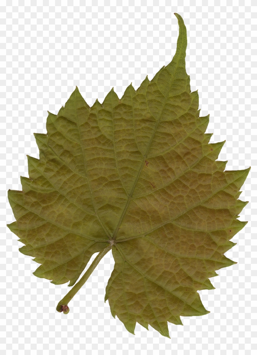 Leaf Texture Mapping Tree Color - Leaf #1014560