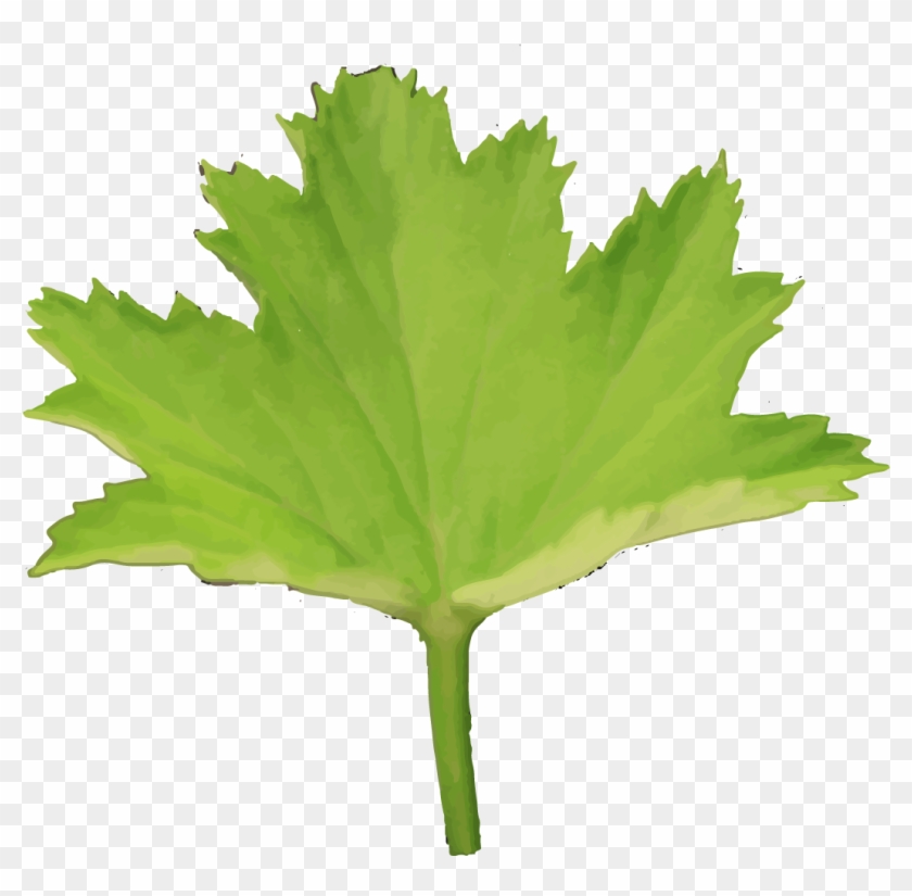 Maple Leaf #1014562