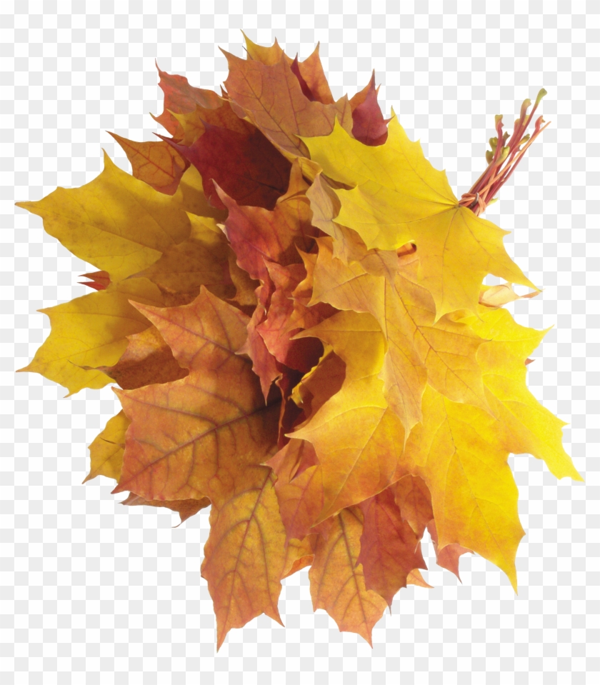 Autumn Leaves - Folha De Platano Caindo Png #1014897