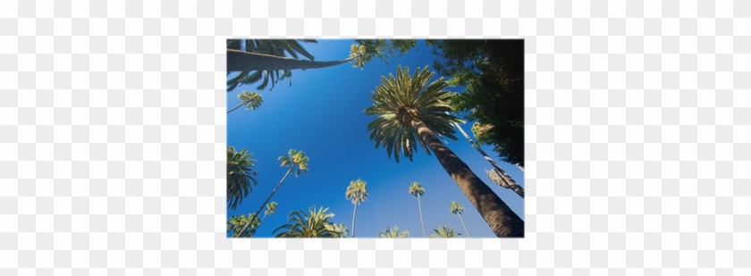 California Palm Trees #1015078