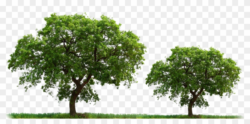 Simple Tree Transparent Background #1015117