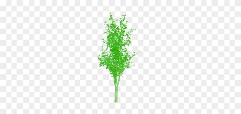 Tree Png Vector Clipart Dibujos Animados, Tree Png, - Clip Art #1015145