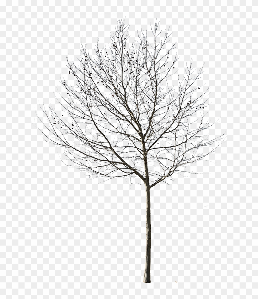 Cut Out Tree Photo With Transparent Background Ready - Tree In Winter In Photoshop #1015149