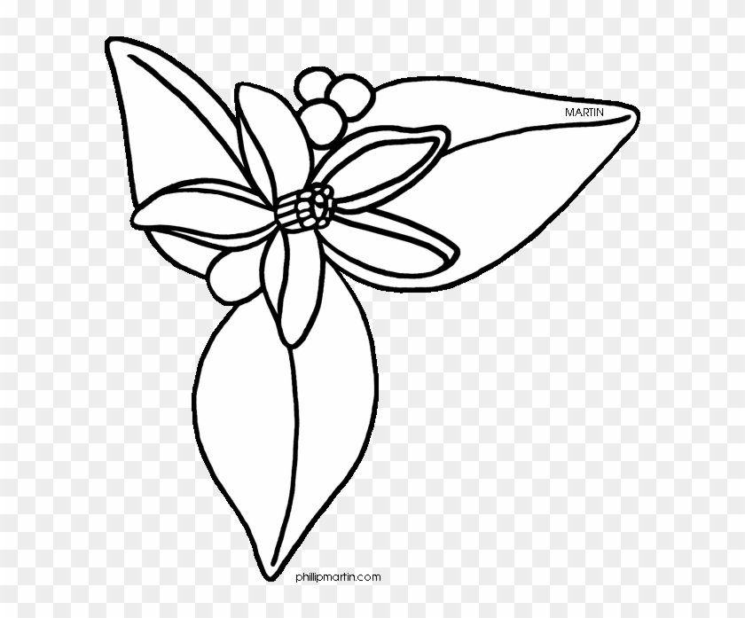 Florida - Clipart - Florida Orange Blossom Drawing #1015154