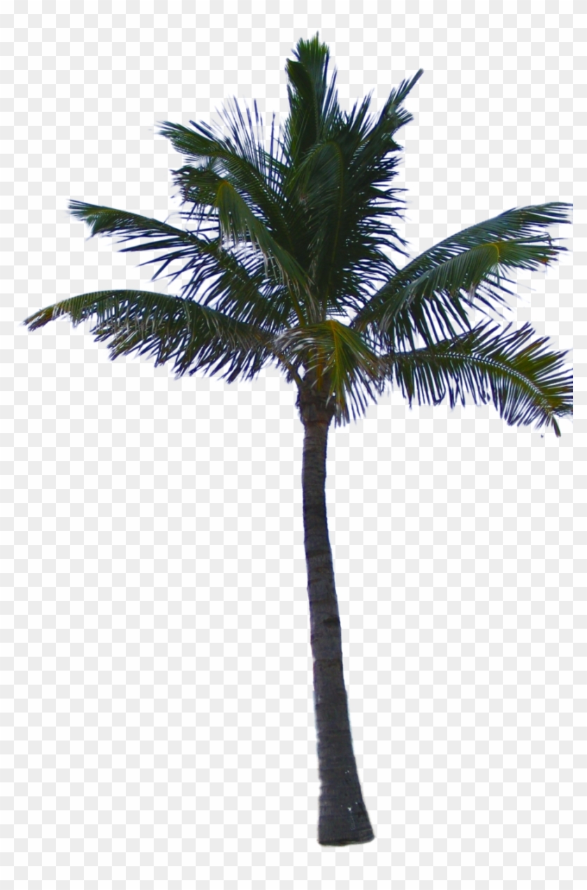 Palm Tree - Palm Tree Png #1015157