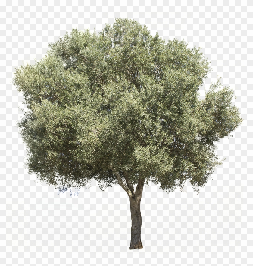 3709 X 3738 Pixels Png Image, With Transparent Background - Olea Europaea #1015160