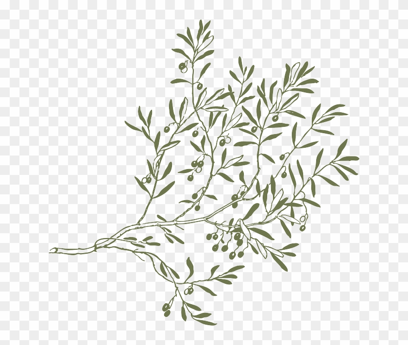 Olive Tree Branch Png #1015162