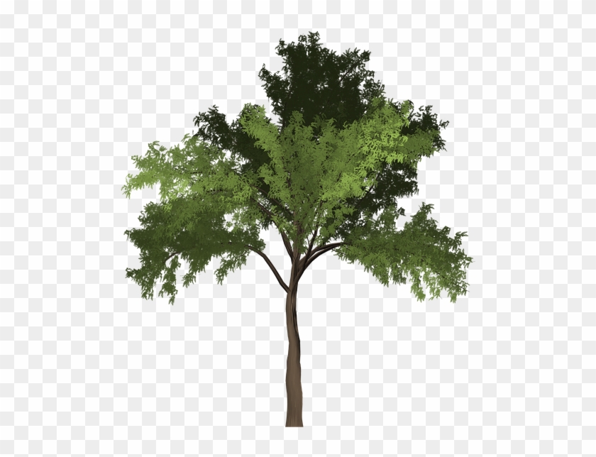 Robinia, Tree, Green, Summer, Outdoor, Nature, Natural - Robinia Png #1015252