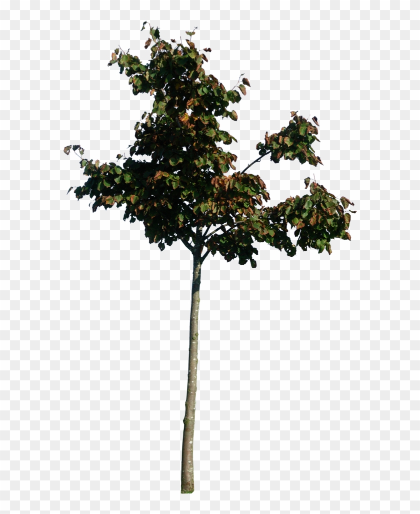 Little Tree 01 Png By Gd08 - Little Tree Photoshop #1015291