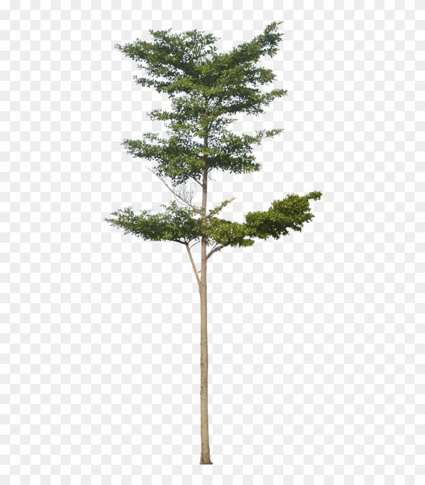 20 Free Tree Png Images - Skinny Tree Png #1015294