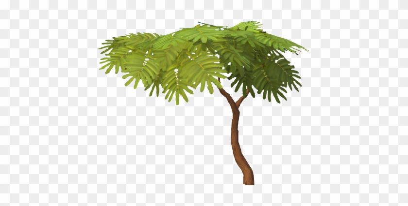 Acadia Logs - Palm Tree #1015296