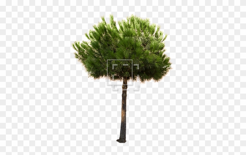 Tall Green Juniper - Pine Tree Round Png #1015297