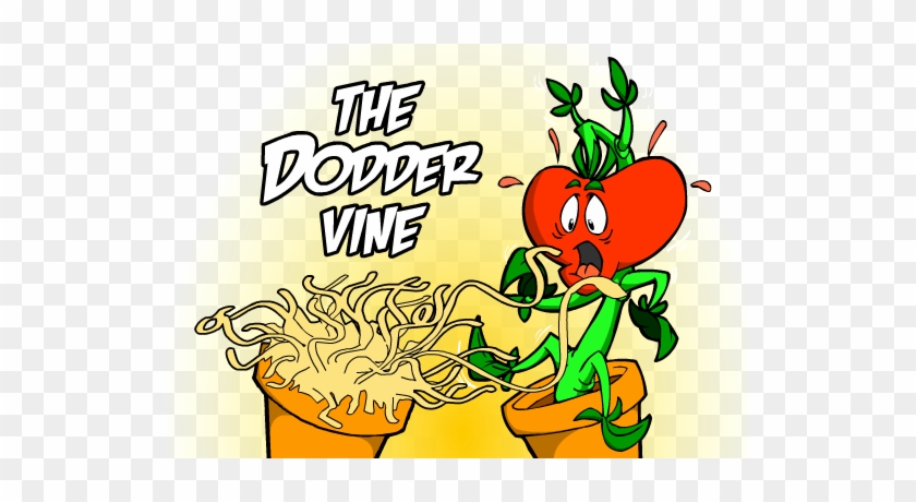 Doddervine01 - Dodder Plant On Tomato #1015453