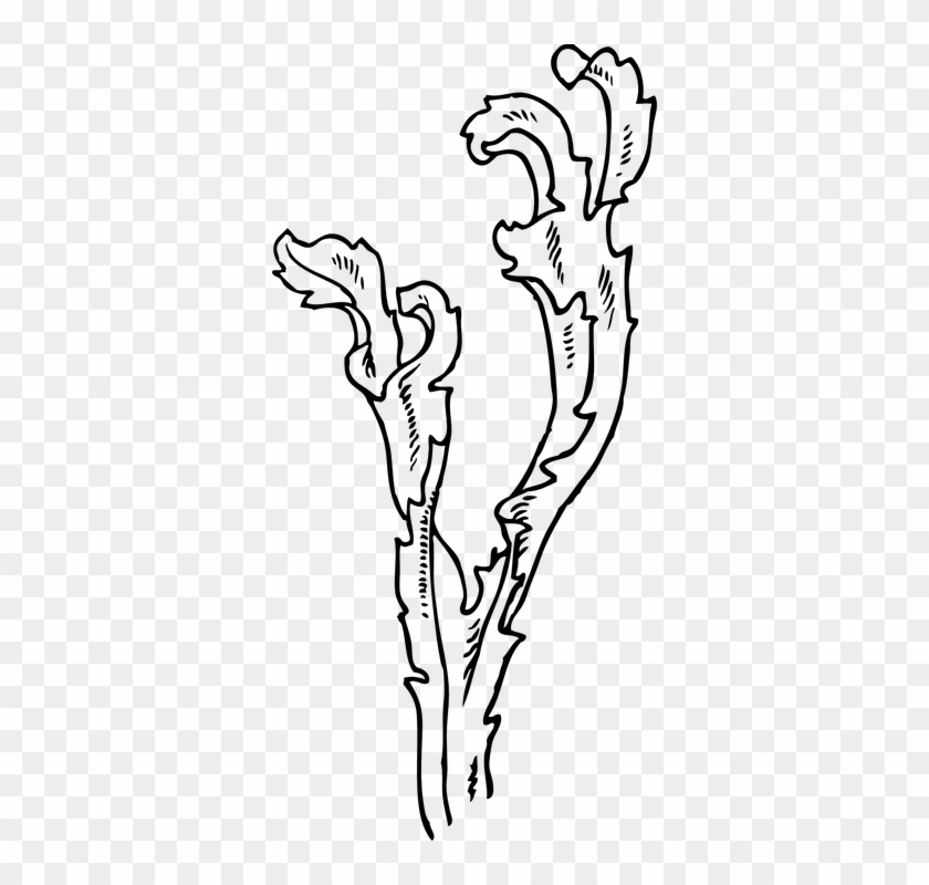 Seaweed Clip Art #1015479