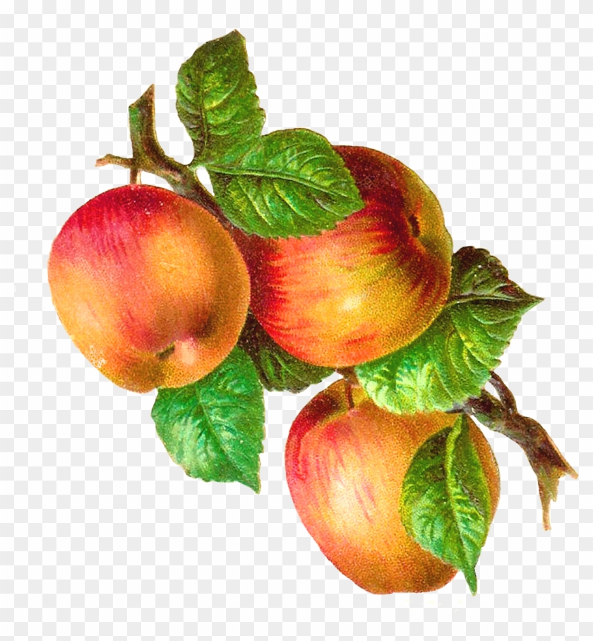 Apple Clipart Vintage - Orchard In The Apple: A Memoir #1015554