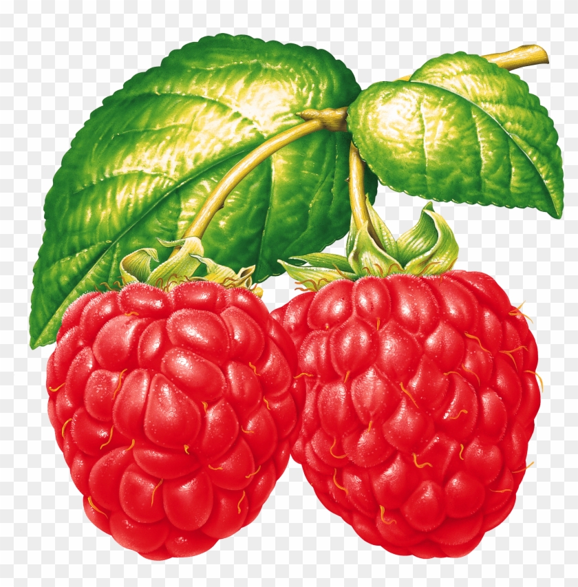 Two Raspberries On Branch - Картинка Малина #1015568