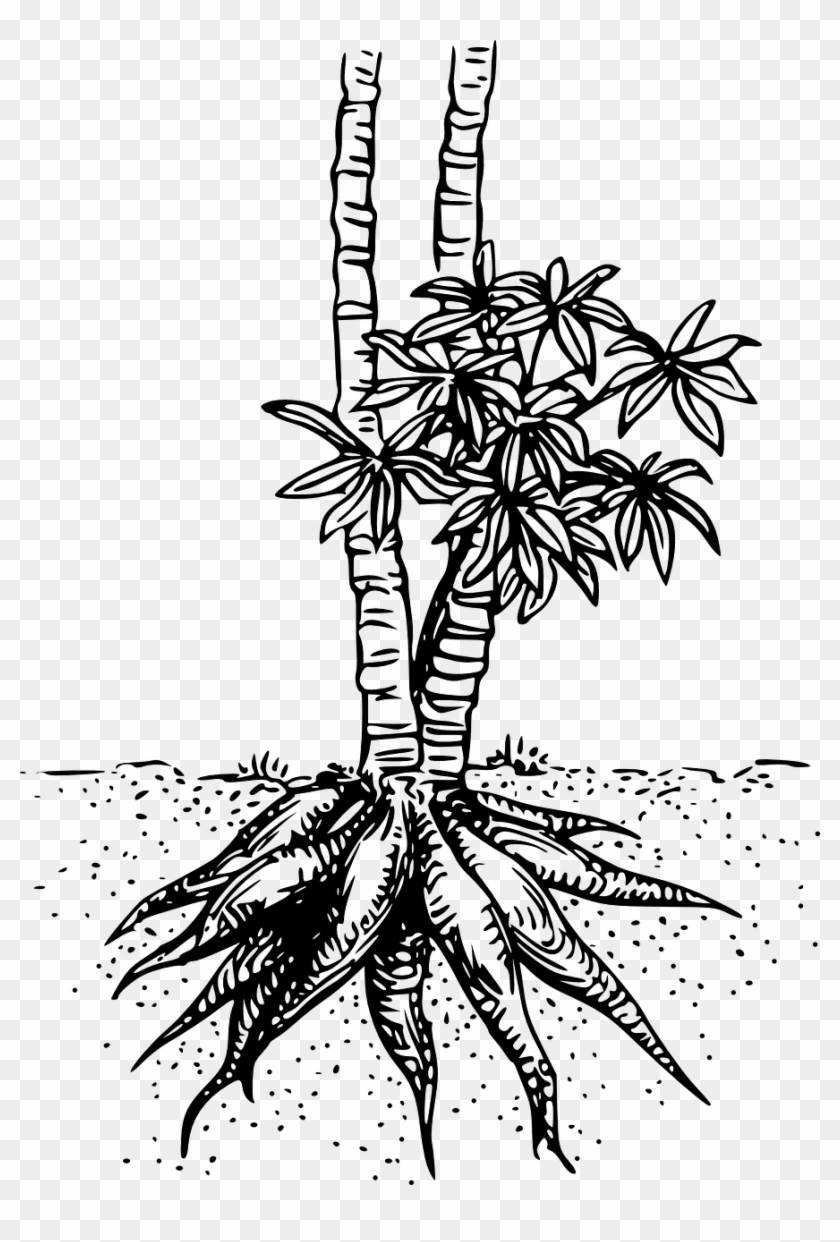 Cassava Root Plant Food Png Image - Cassava Clipart #1015719