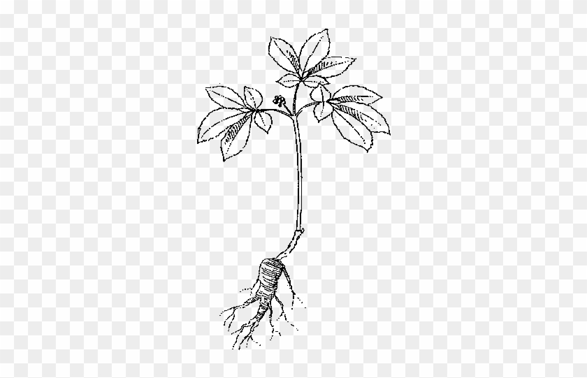 Wayne National Forest - Plant With Roots Drawing #1015720