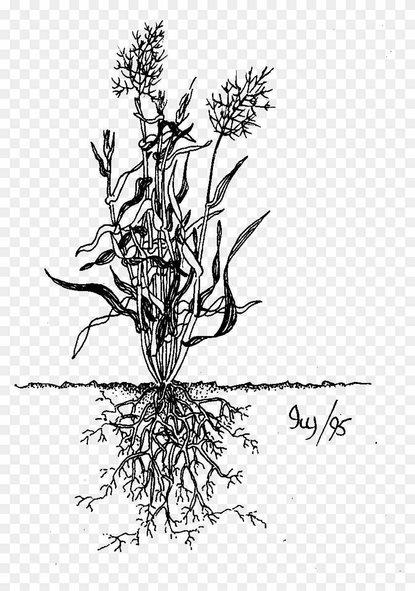 [image, Biodidac, Poac001b Monocotyledons Poaceae Roots, - Grasses #1015725