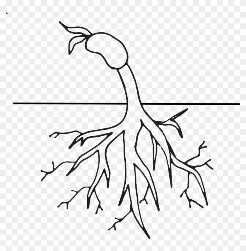 Plant Life Cycle Free Clip Art #1015727