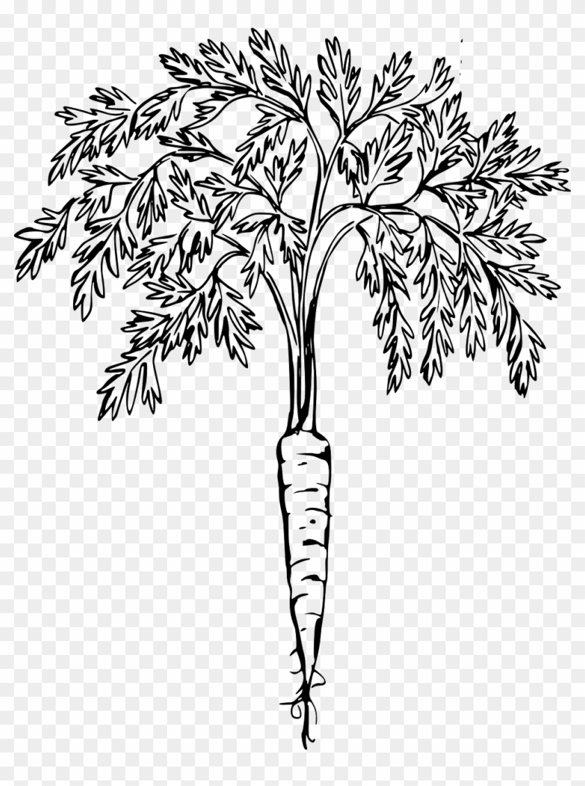 Carrot, Root, Vegetable, Leaves, Plant, Edible, Food - Carrot Plant Black And White #1015729