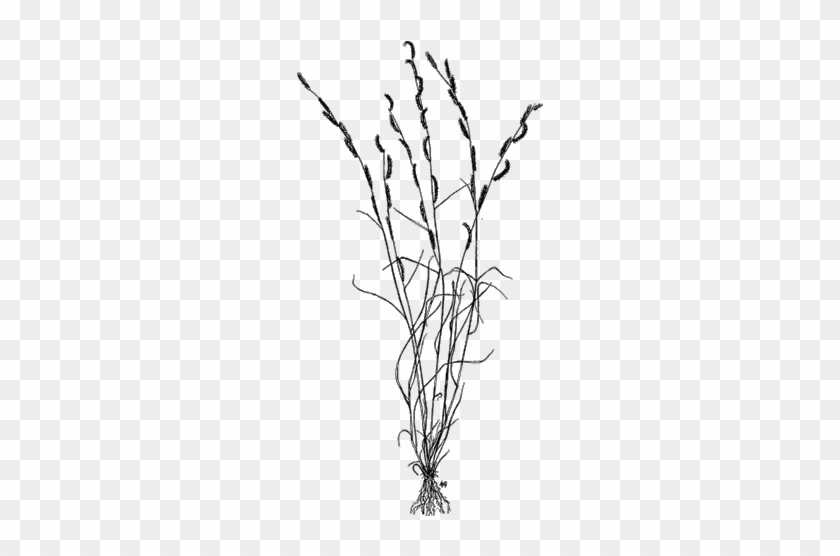 Rothrock Grama - Scientific Drawn Pennisetum Setaceum #1015733