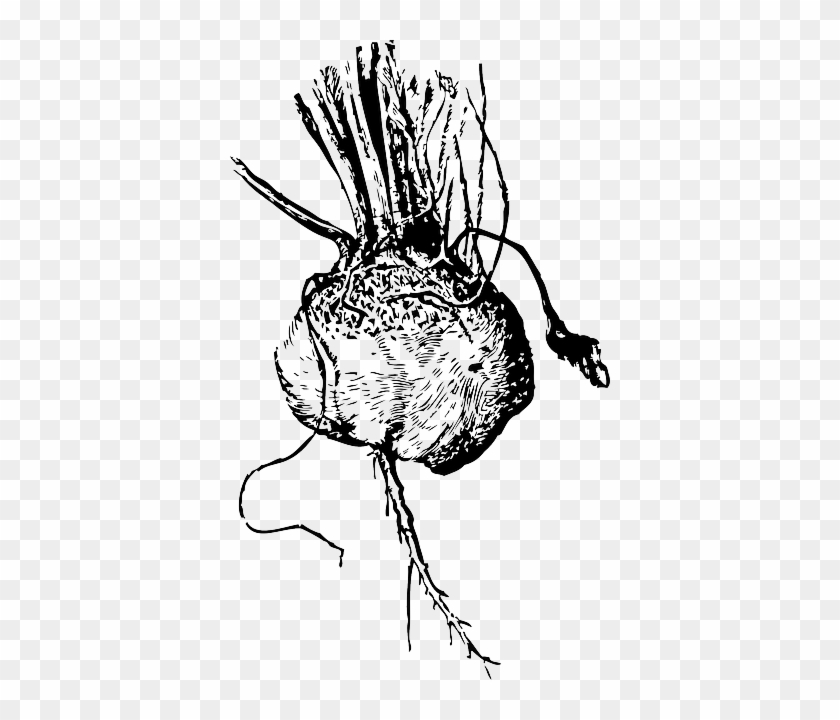 Salad, Plant, Vegetable, Turnip, Beet, Root - Beets Illustration Black White #1015734