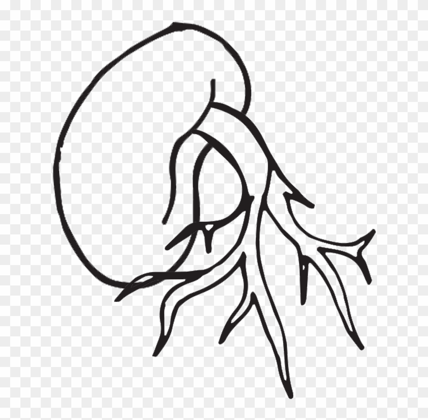 Life Cycle Of A Plant Coloring Page - Clip Art #1015736